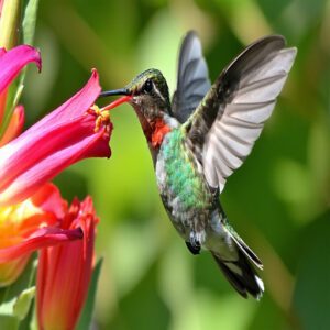 Ruby-throated Hummingbird