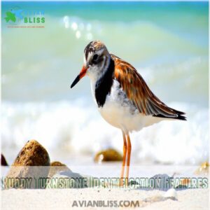 Ruddy Turnstone Identification Features