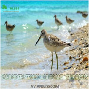 Sandpiper Feeding Habits and Techniques