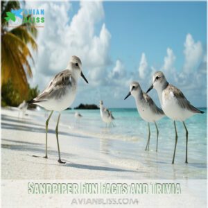 Sandpiper Fun Facts and Trivia