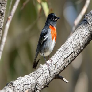 Scarlet Robin