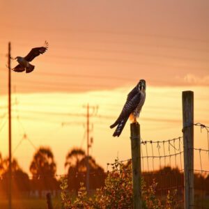 Seasonal Presence and Migration Patterns