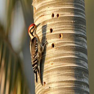 Seasonal Woodpecker Species