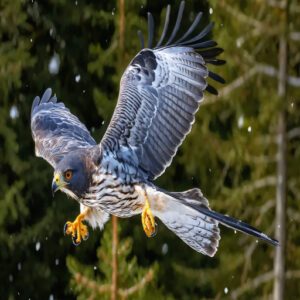 Sharp-Shinned Hawk