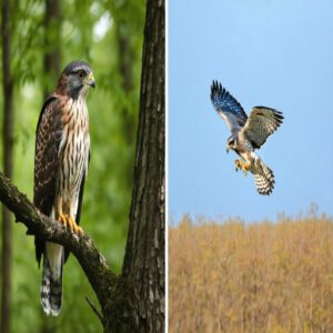 sharp shinned hawk vs american kestrel