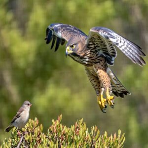 Sharp-Shinned Hawks and Their Prey