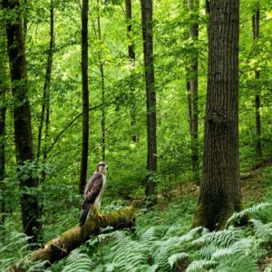 Sharp-shinned Hawk