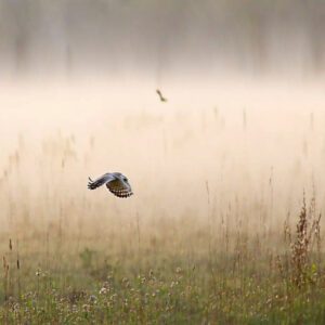 Short-eared Owl