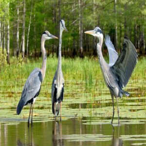 Size and Plumage Differences