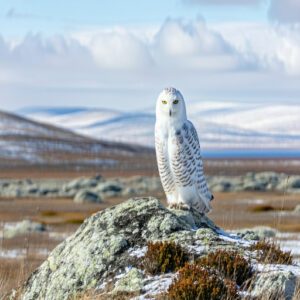 Snowy Owl Habitat Overview