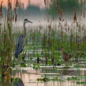 Sora and Virginia Rail