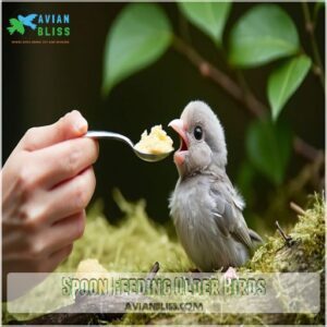 Spoon Feeding Older Birds