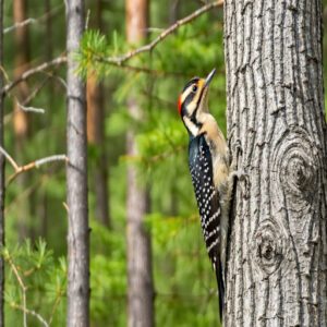 Spotting Alabama Woodpeckers