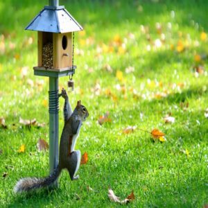 Squirrel-Proof Bird Feeders and Houses