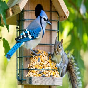 Squirrel-Proofing Mechanisms