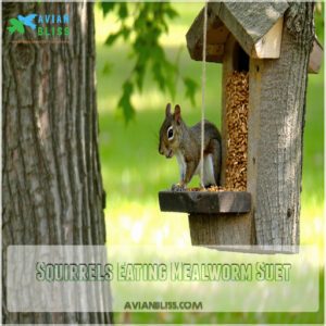 Squirrels Eating Mealworm Suet