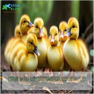 Stages of Yellow Duckling Growth