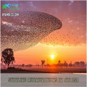 Starling Murmurations in The USA