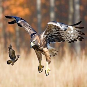 Strategies for Catching Smaller Bird Species