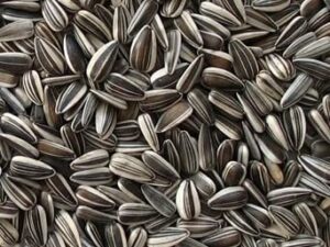 Striped Sunflower Bird Seed -