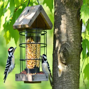 Suet and Peanut Butter Feeders