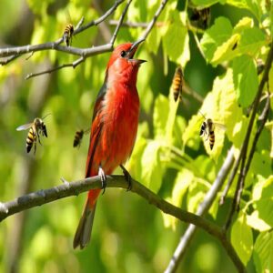 Summer Tanager Identification