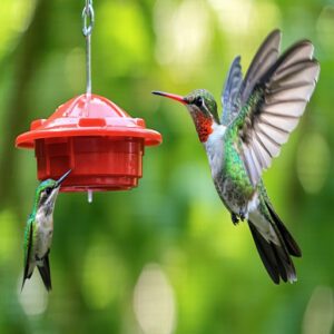 Territorial Hummingbirds 101