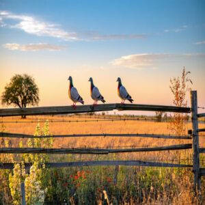 Texas Dove Population