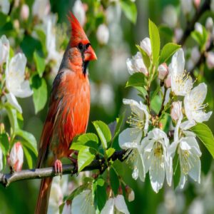 The Cardinal