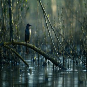 The Rusty Blackbird