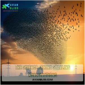 The Science Behind Starling Murmurations