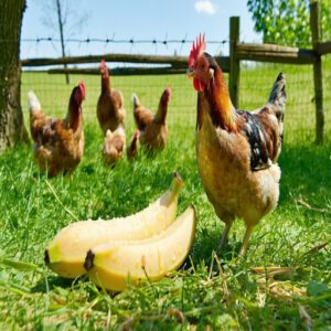 Tips for Introducing Bananas to Your Flock