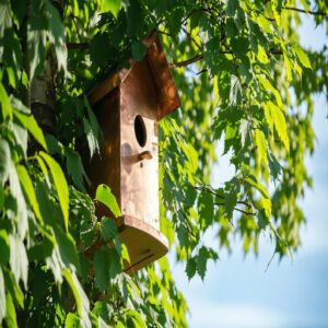 Tips to Ensure Weatherproof Bird House Placement