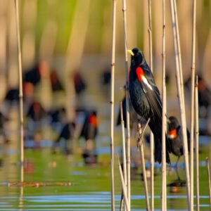 Tricolored Blackbird