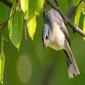 Tufted Titmouse