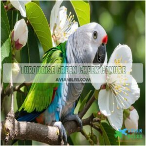 Turquoise Green Cheek Conure