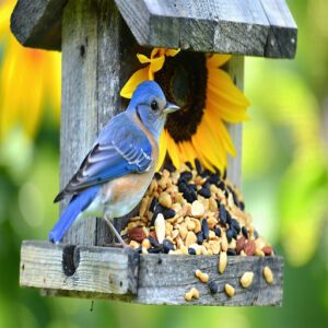 Types of Bird Food and Seed