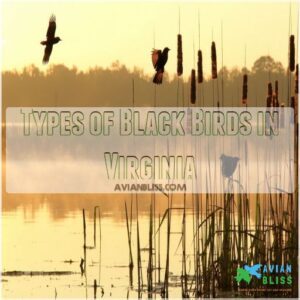 Types of Black Birds in Virginia