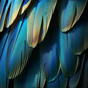 Types of Feathers and Their Functions