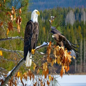 Types of Michigan Birds of Prey