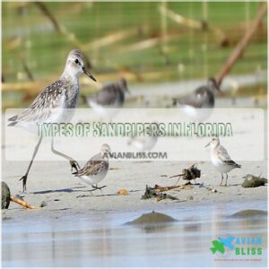 Types of Sandpipers in Florida