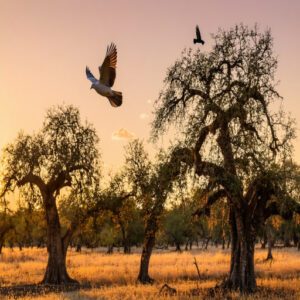 Types of Texas Doves