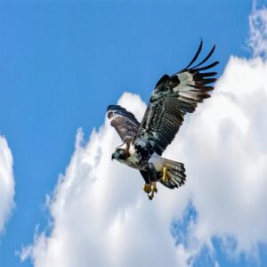 Unique Features of Black and White Hawks