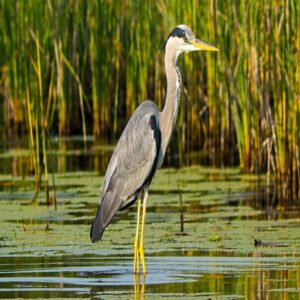 Unique Features of Marsh Birds