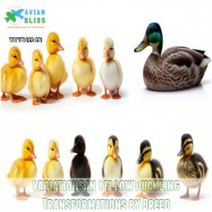 Variations in Yellow Duckling Transformations by Breed