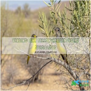 Verdins: Tiny Yellow-Headed Desert Specialists