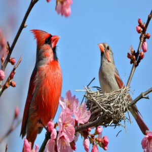 Vocalizations: Male and Female Cardinal Songs