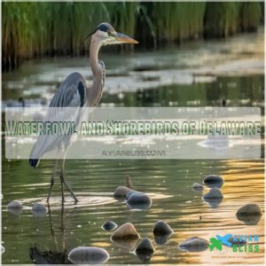 Waterfowl and Shorebirds of Delaware