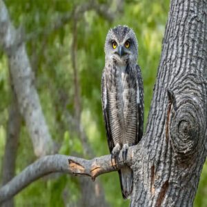 What Does The Great Potoo Look Like