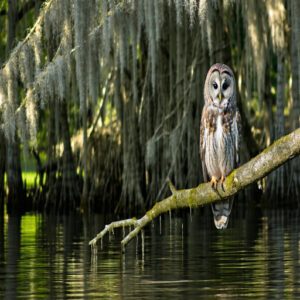 Where to Find Birds of Prey in Georgia